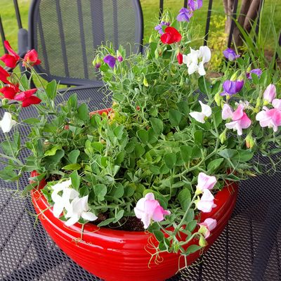 How to grow sweet peas in pots to add colour and vibrancy to your patio this summer