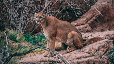 Tranquilized mountain lion leaps over biologist and ricochets around canyon