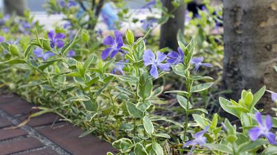 Best evergreen ground cover plants – low maintenance options for year-round interest