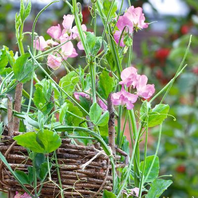 How to take sweet pea cuttings for an endless supply of vibrant summertime blooms, according to gardening experts