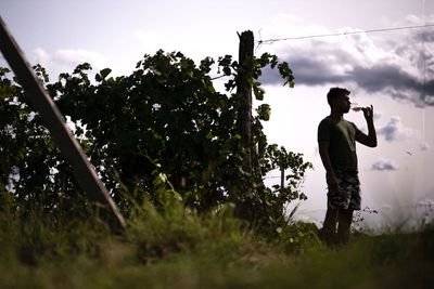 Wine industry slammed by climate change