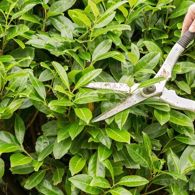 When to prune laurel - experts reveal the perfect time to cut back laurel and keep the size and shape in check