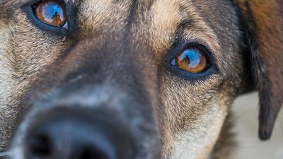 An animal protection Bill that must be moved in June
