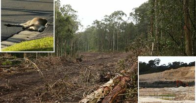 Carnage - environment groups declare war on government over habitat clearing