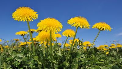 Are dandelions weeds or flowers?