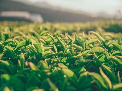 North Bengal tea industry faces crisis due to heat wave