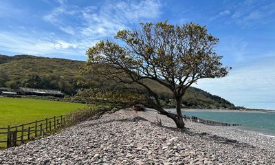 Country diary: The beach tree yearns to be back on land