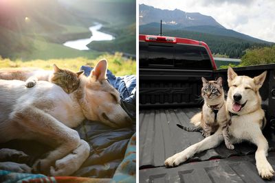 This Cat And Dog Love Traveling Together, And Their Pictures Are Absolutely Adorable (21 Pics)