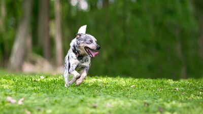 Why do dogs get the zoomies? Vet reveals 5 reasons why your pup goes bonkers!