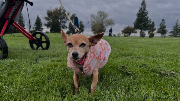 Should Dogs Be Allowed On Golf Courses? It's A Debate That Divides Opinion...