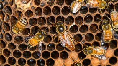 Sci-Five | The Hindu Science: On Bees