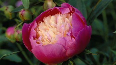 Peony pests and problems – expert advice for trouble-free blooms