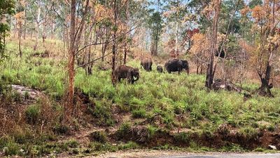 Removing exotic plant species from forests will ensure food for wild animals, says study by forest officers