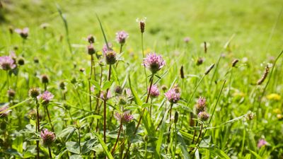 No Mow May ideas – 3 ways to make your wild lawn look beautiful