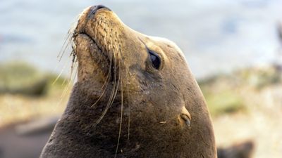 California tourist learns the hard way: sea lions are cute, but they're not your friends