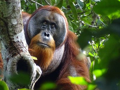 Orangutan seen treating wound with medicinal plant in world first