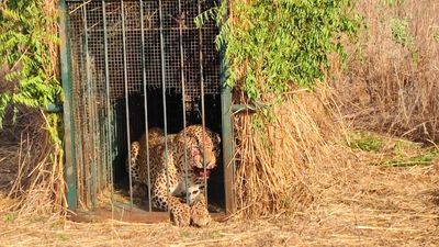 Leopard which entered Hyderabad Airport premises trapped