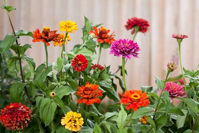 5 Flowers to Plant in May That Will Bloom From Seed by Summer