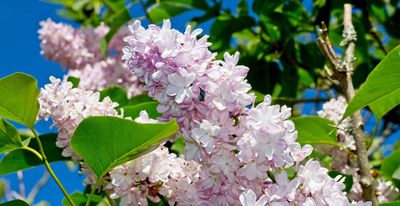When to prune lilac if you want even more beautiful blooms to appear