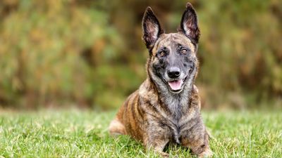32 things to know about Dutch shepherd dogs