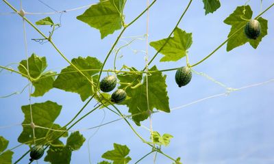 They’re cute, citrussy and completely different: try growing a cucamelon
