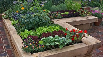 5 vegetable seeds to sow in May for the best results — according to gardening experts