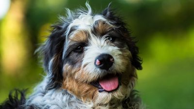 Bernedoodle: Breed profile