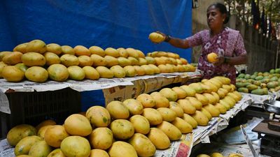 Eat Mangoes for gut health, assert UoH scientists