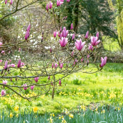 When to prune magnolia to maintain the size and shape of this opulent ornamental