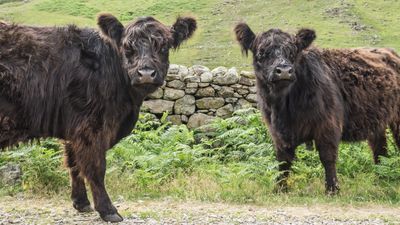 British hiker hospitalized after being trampled by cows