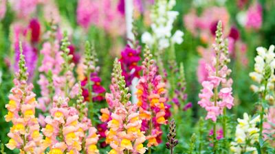 How to keep snapdragons flowering for longer – advice from a professional gardener
