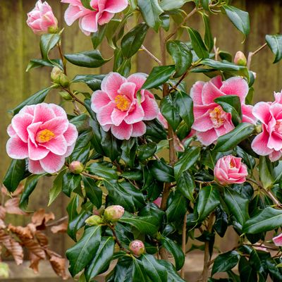 How to prune camellias - A step-by-step guide to encourage even more blooms next year