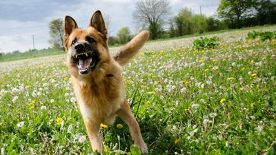 How to handle dog aggression: Vet solves 5 common behavioral problems