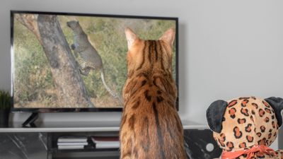 Why does my cat watch TV? An expert reveals the answer and whether it’s a healthy form of play