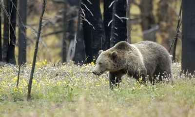 Montana antler hunter kills grizzly bear during tense encounter