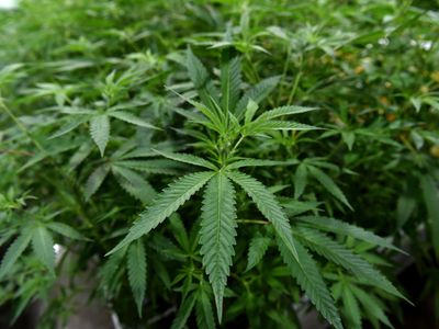 Scientists welcome new rules on marijuana, but research will still face obstacles