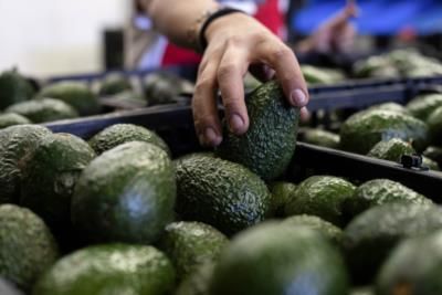 Avocado Consumption Linked To Lower Diabetes Risk In Women