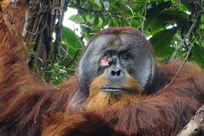 Primate heals itself with plant medicine