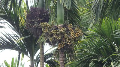 Tirthahalli areca emerges best variety among nuts grown in Karnataka