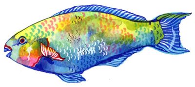 Why do parrotfish change their colour? Try our kids’ quiz