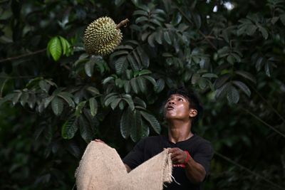 Heatwave Hammers Thailand's Stinky But Lucrative Durian Farms