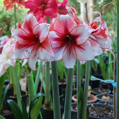 What to do with amaryllis after flowering to make sure their vibrant blooms come back every year