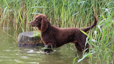 32 things to know about American water spaniels