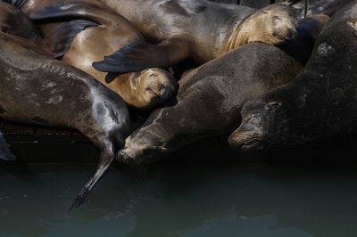 A seafood bounty lures sea lions to S.F.'s Pier 39 in numbers not seen in 15 years