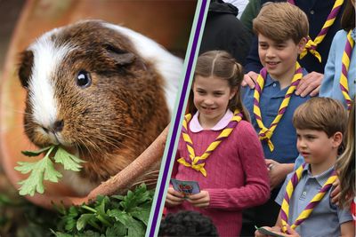 Prince George, Charlotte and Louis’ guinea pigs are more than just cute, experts reveal they’re teaching the kids some very important life lessons too