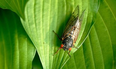 ‘Be in awe’: everything you need to know about the US cicada-geddon