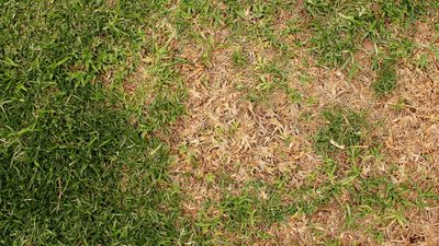 How to get rid of brown patches in your lawn — we ask a gardening expert
