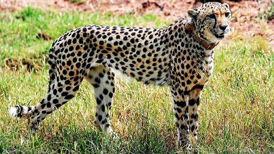 Cheetah from Kuno National Park strays into Rajasthan's Karauli, rescued
