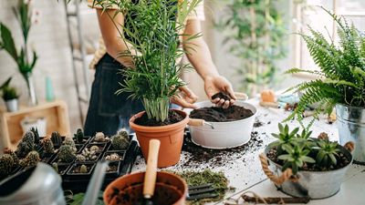 What is the best potting soil for indoor plants? Experts share helpful tips