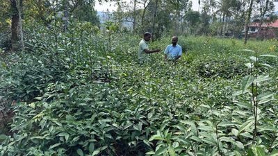 Low production, falling price leave small-scale tea growers in Wayanad in a fix
